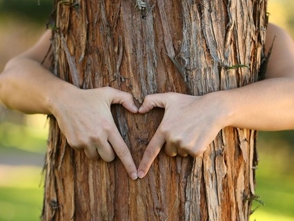 Serce ułożone z dłoni na tle pnia drzewa