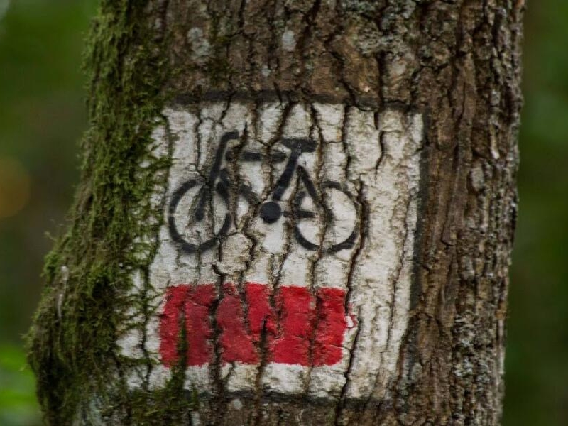 fragment drzewa z namalowanym znakiem rowerówki