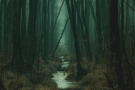 tajemniczy ciemny banisty las