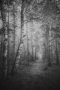czarno białe zdjęcie przedstawiające ścieżke w brzozowym lesie