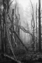 czarno białe zdjęcie przedstawiające uschnięte walące się drzewa w lesie