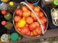 na pierwzym planie koszyk wypełniony żółtymi, pomarańczowymi, czerwonymi pomidorami; wokół niego rozstawione są słoiki, butelki z przetworami  