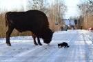 Żubr i kot jedzą na środku ośnieżonej drogi 