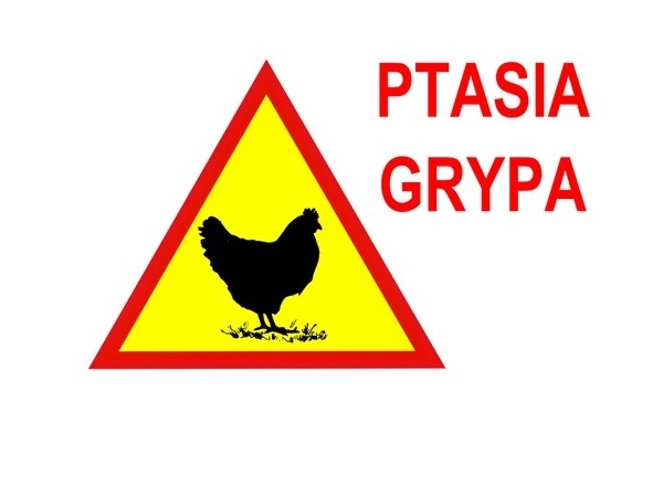 na zółtym znaku ostrzegawczym czarna grafika kury oraz czerwony napis: PTASIA GRYPA