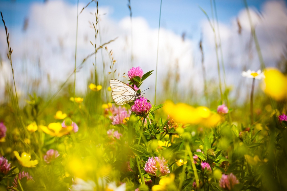 zdjęciw kwitnącej łąki; na jednej z roślin siedzi motyl