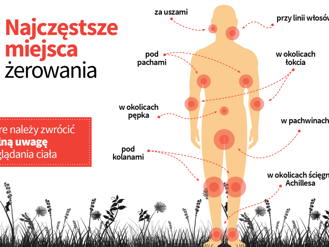 Miejsce żerowania kleszcza