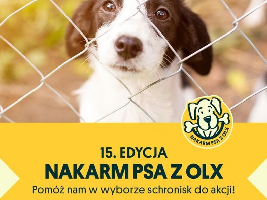 pies za siatką oraz logo schroniska CIAPEK i  informacje o okacji