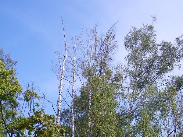 zbliżenie na korony drzew. Niektóre z nich są uschnięte