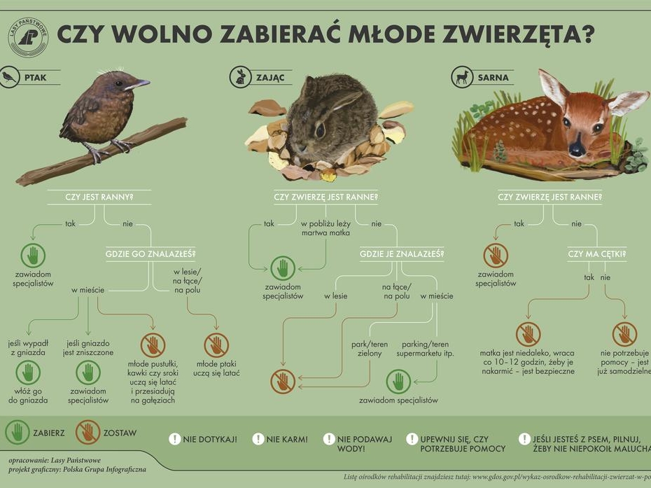 plansza informacyjna "Czy wolno zabierać młode zwierzęta"