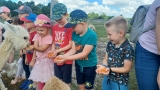 Jaskółki i Sówki z Przedszkola nr 1 karmiły alpaki