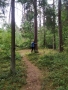 widok na las