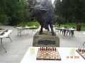 Pomnik żubra, wokół niego ustawione sa stoliki z przygotowanymi stanowiskami do symultany szachowej.