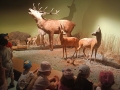 dzieci zwiedzają Muzeum Przyrodnicze w Białowieży.