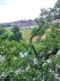 Pomnik przyrody 6