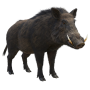 dzik