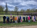 W Rezerwacie Pokazowym Żubrów - dzieci oglądają Króla Puszczy